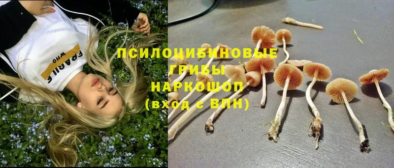 Псилоцибиновые грибы Psilocybe  Миньяр 